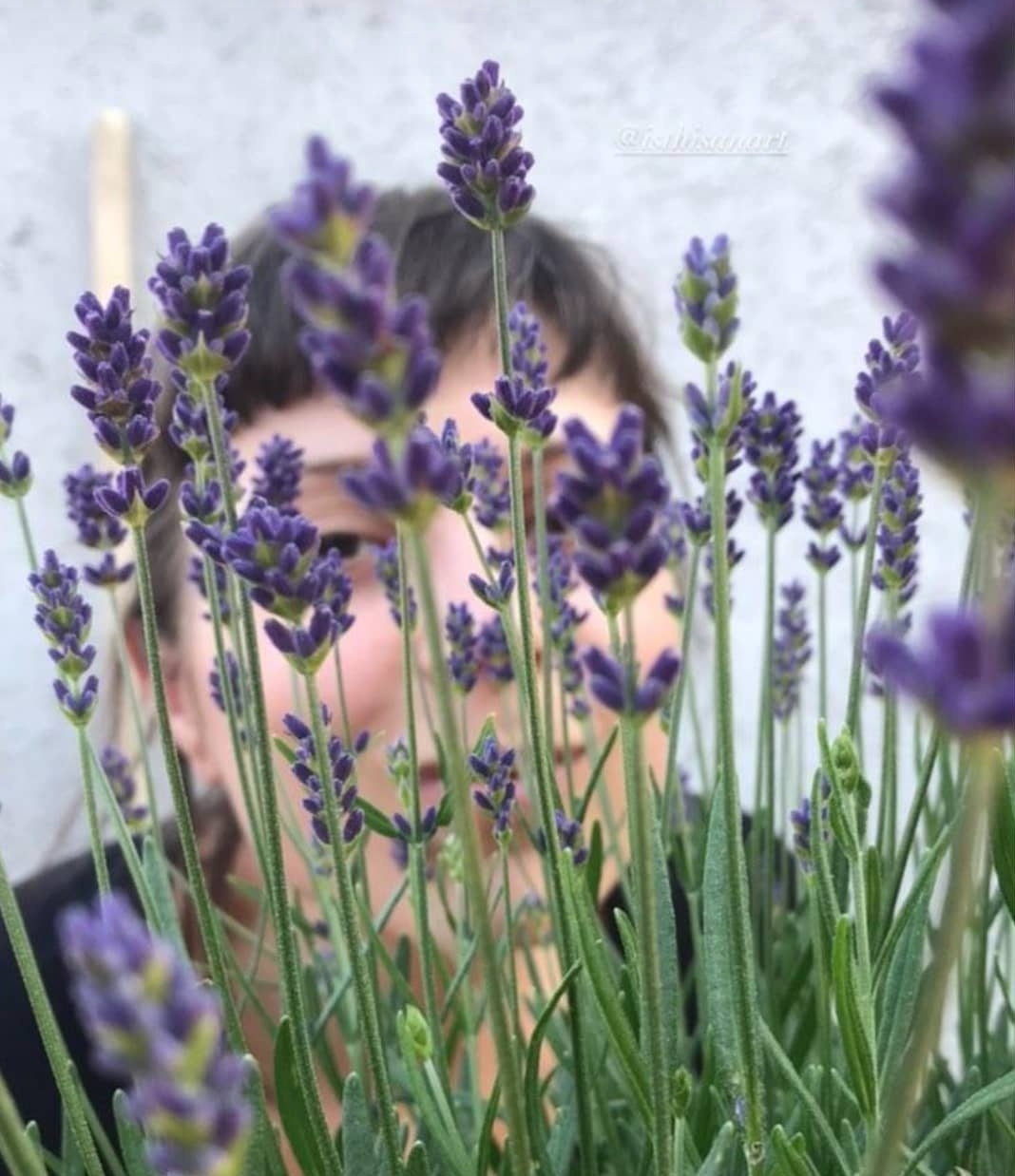 Headshot for Sarah Friend, partially hidden by an adundant lavendar plant