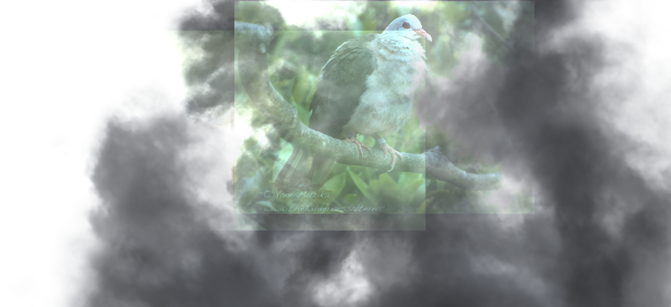 Screenshot of the Remembering Network visualization, showing a blue bird in a spiraling smokey haze
